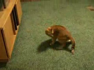 Chat tourne en rond