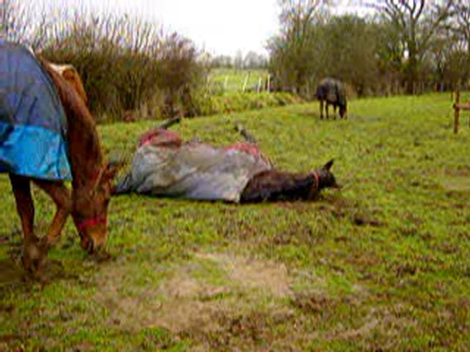 MOV06093 Tenacia qui se roule et les autres qui copient