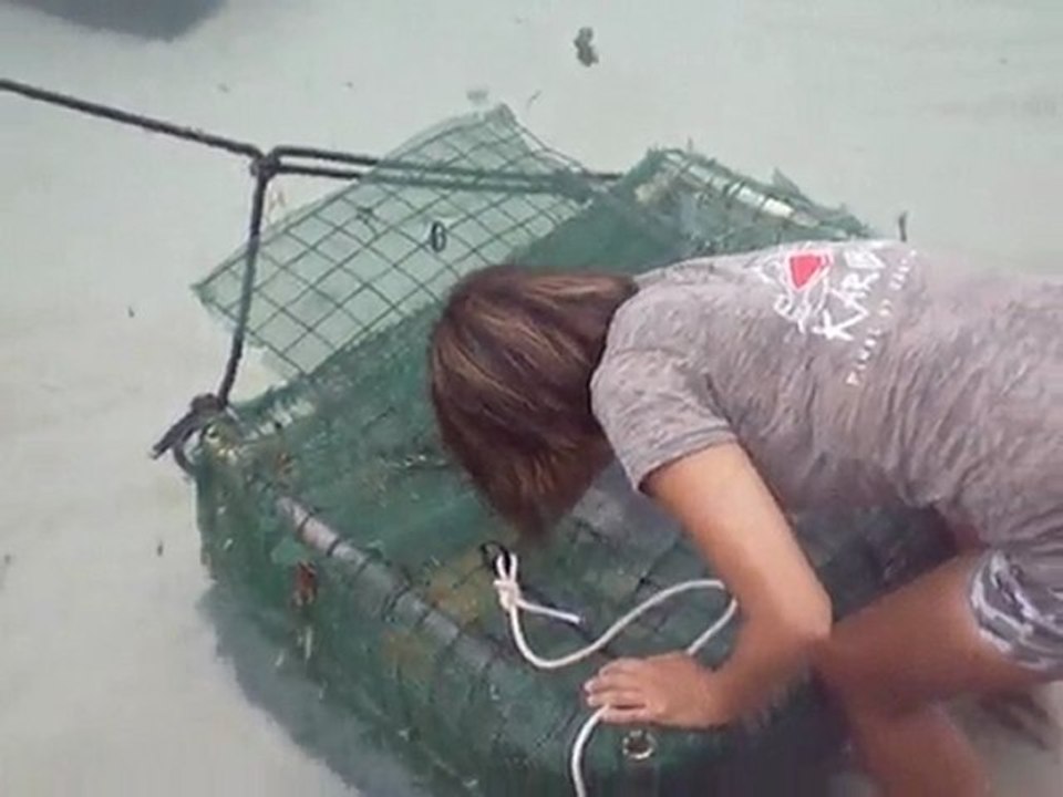 Les beaux Homards