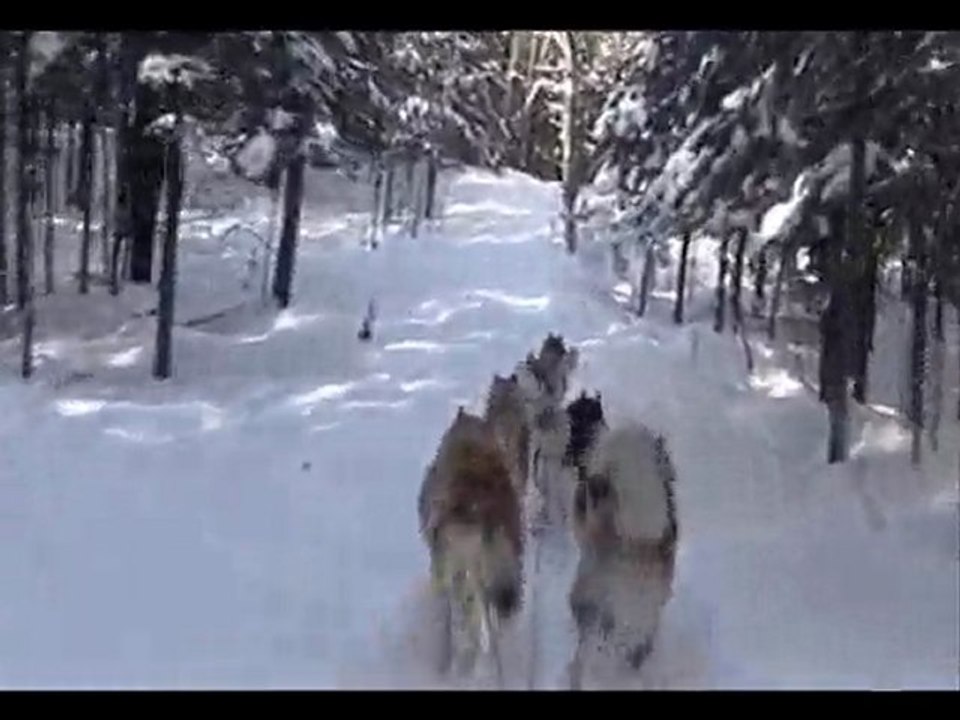 chien de traineau au gite du maudit francais au Québec