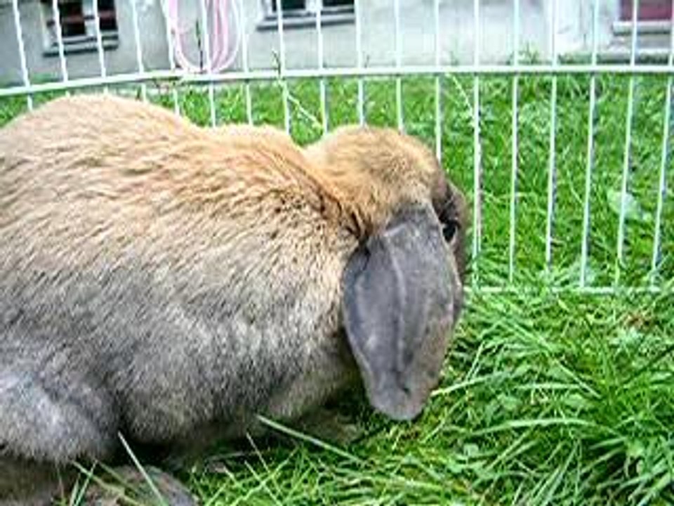 Film Tiger und Balou 024