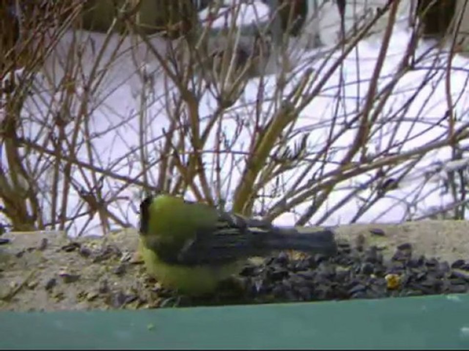 Mésanges charbonnières