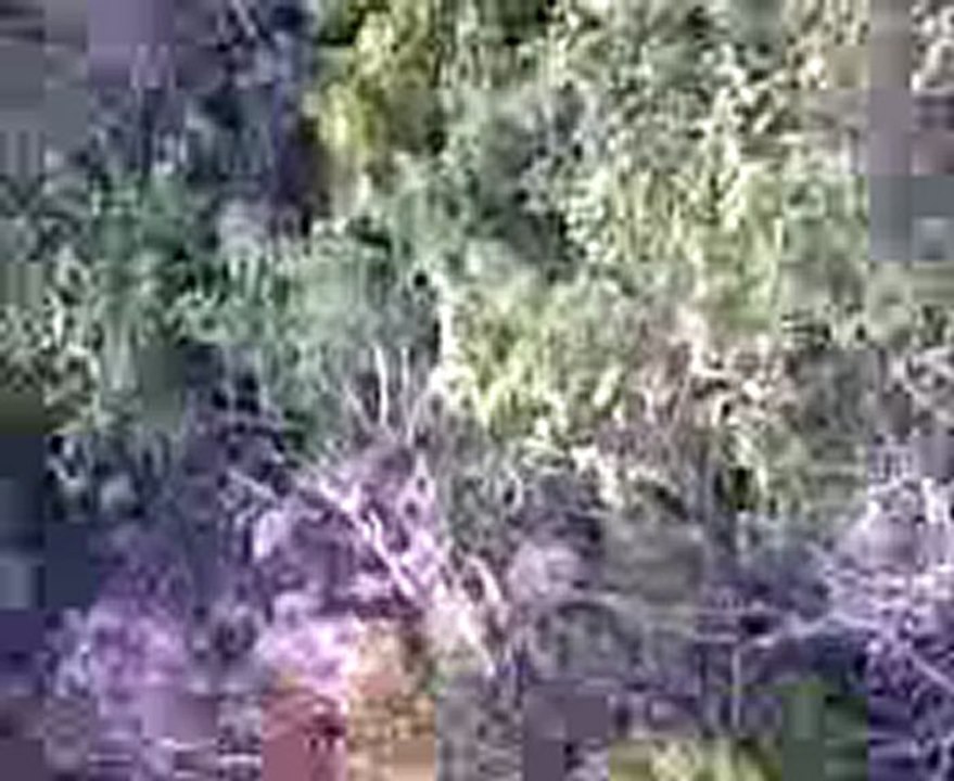 efehunter35-domuz avıımdn,,