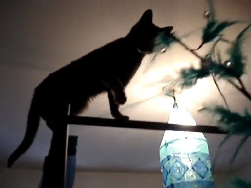 mya dans tout ses états!