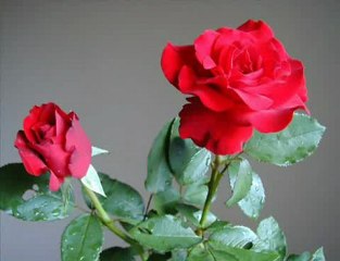 Gulenay HAYAL GÖZLÜM