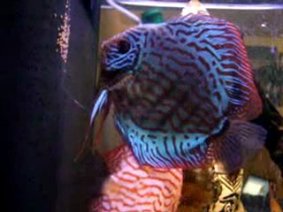 discus ponte