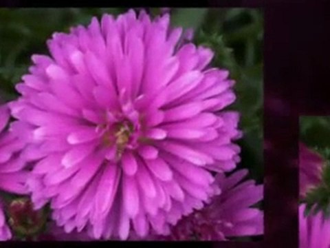 Dental Plans Affordable Dental Insurance Alternative