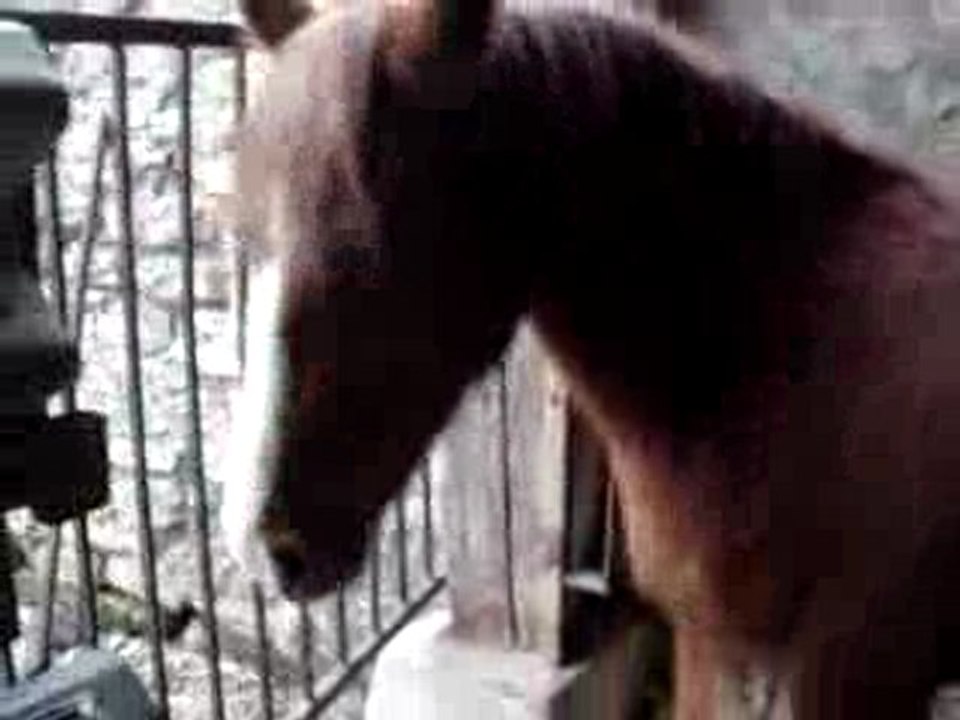 Une petite Louloute... la MIENNE :D