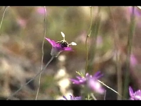 karşıdan görünen ey dost ne güzel yayla