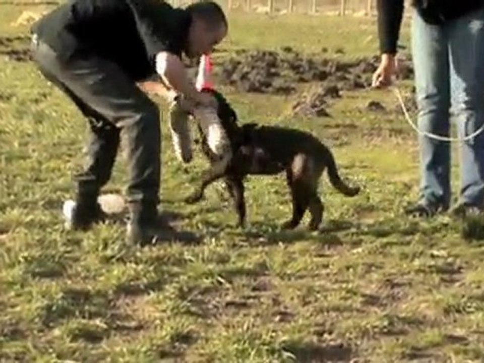 Berger Hollandais: Elgos du Royaume des Sept Îles