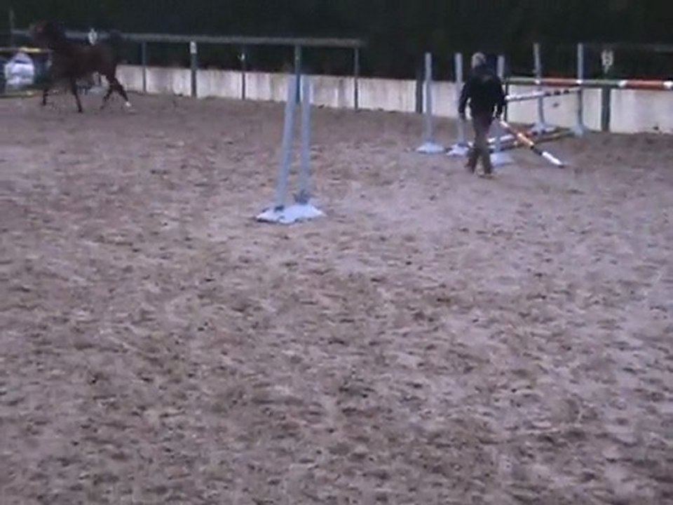 Cheval de cso a vendre Contact par Darco