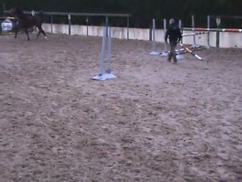 Cheval de cso a vendre Contact par Darco