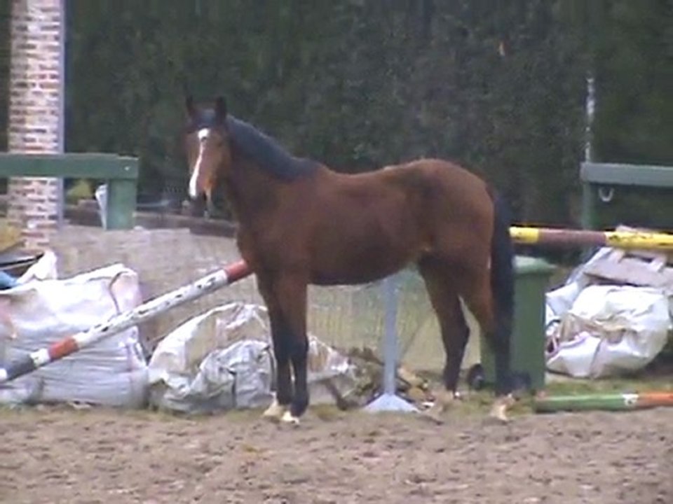 Cheval de cso a vendre Massimo / Fuego / Darco 3 ans
