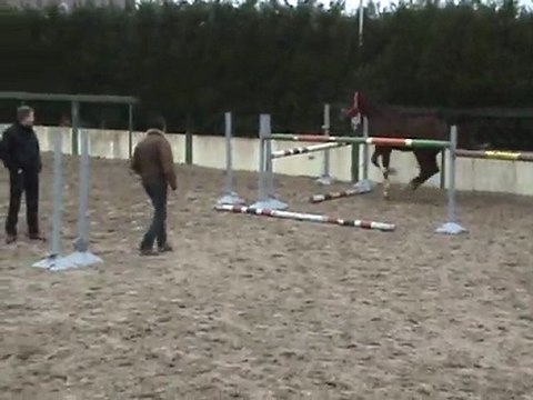 Cheval de cso a vendre Contact par Darco