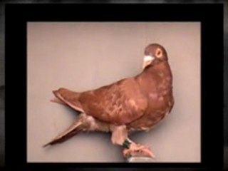 Pigeon Pals Racing Club Daily Results 196