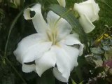 Raindrops on Flowers