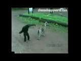 choosehappyworld.com, annoying monkey bully dog