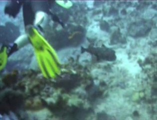 plongee avec un diodon en martinique