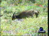 La présentation du Parc national de Nouabalé Ndoki