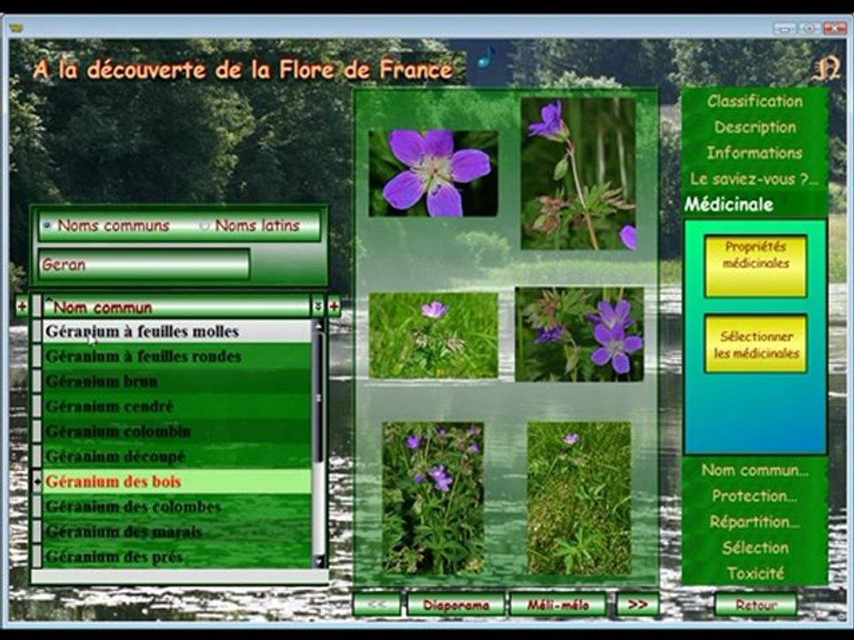 Flora Bellissima D&A (1)