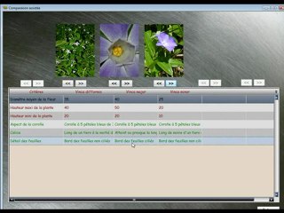 Flora Bellissima Reconnaitre (2)