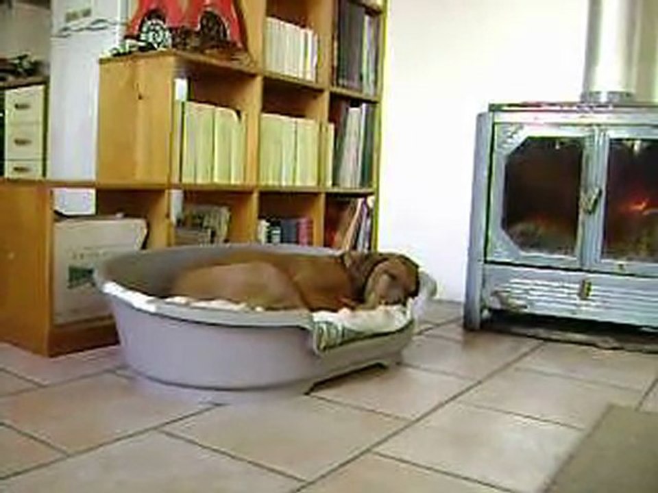 sursauts anormaux chien