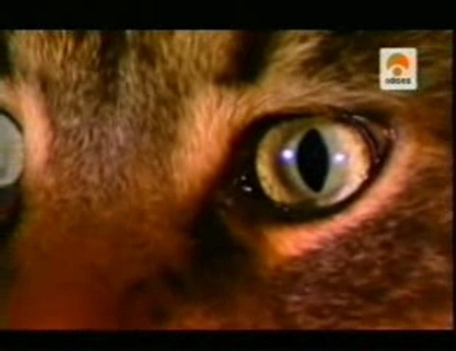 El gato domestico (Felis silvestris catus)