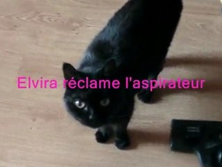 Chat elvira et l'aspirateur