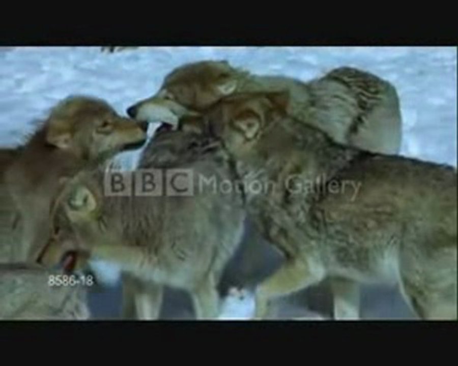 tribute to the wolves