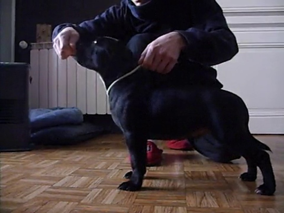 staffordshire bull terrier 3mois et 11 jours