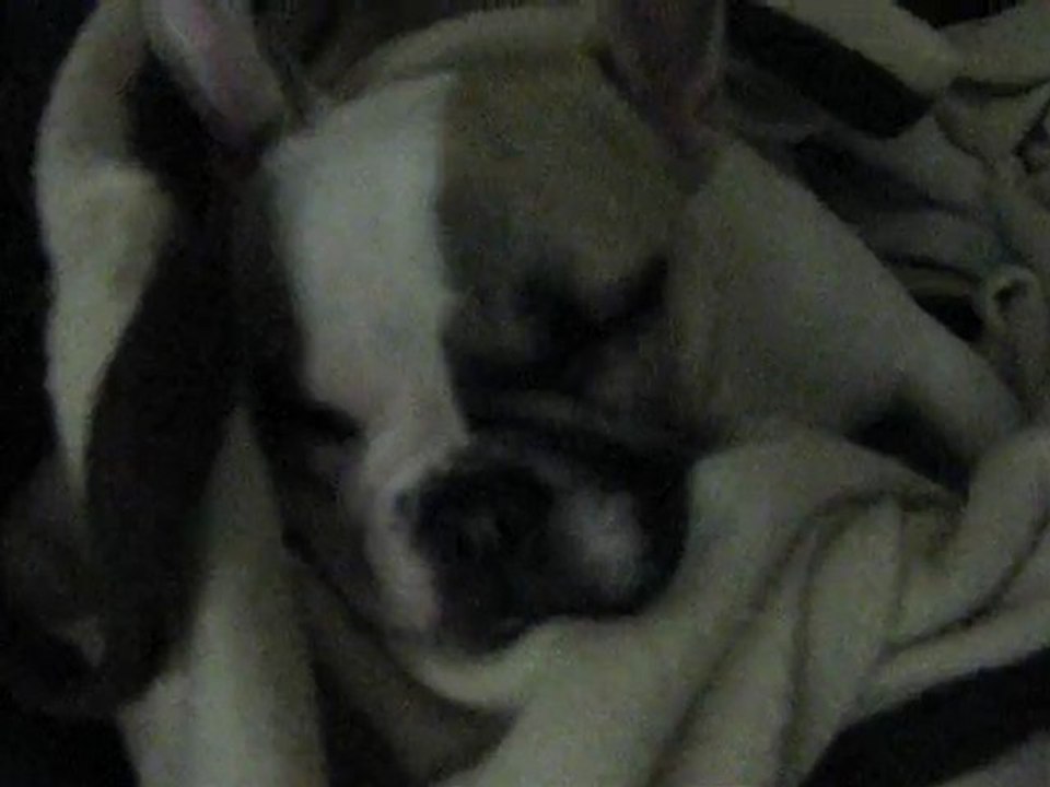 Bouledogue français - Léya - 5 mois et 21 jours