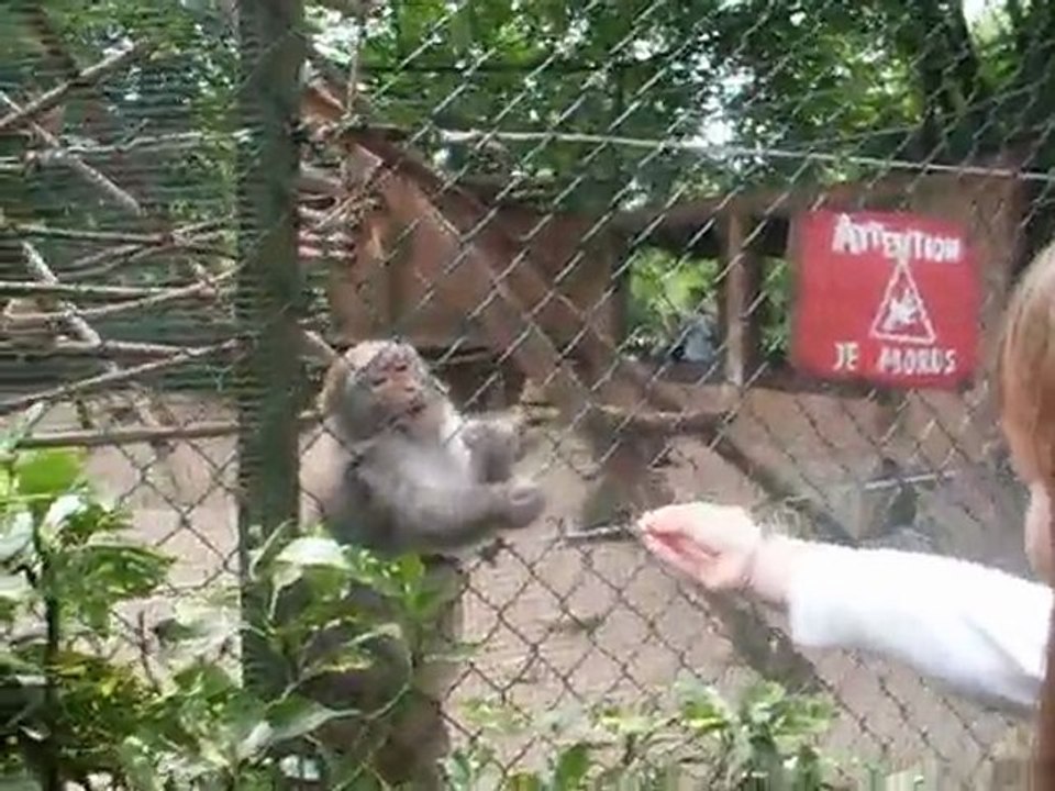 P'tit singe