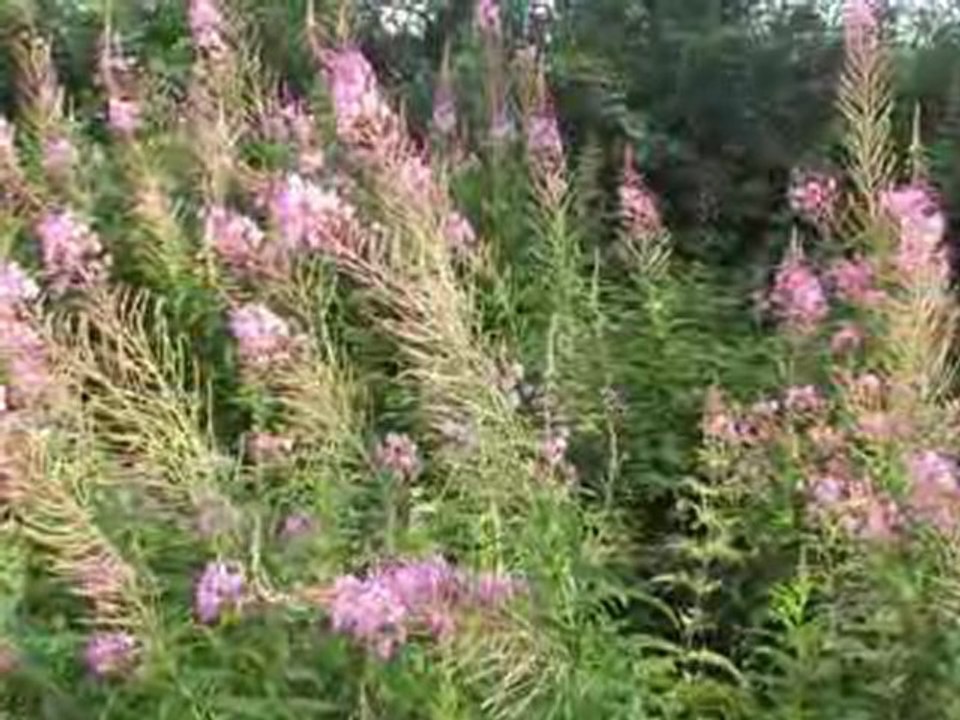 Diaporama de l'année 2008 - 7ème partie