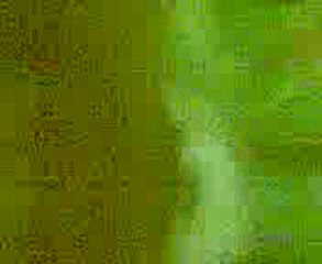 çaykara zeno kina gecesi kemençe sesi