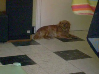 Céline dion a un drôle d'effet sur mon chien