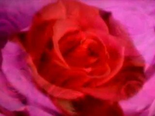 Limão com Mel - Porque Não Vê