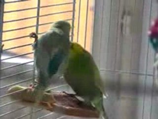 mes petites ondulées