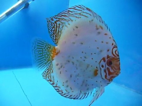 White butterfly baba yavruları ile