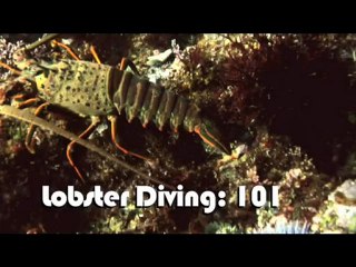 Lobster Diving 101