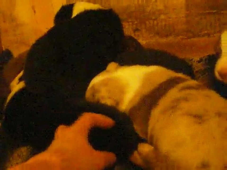 chiot de dannah