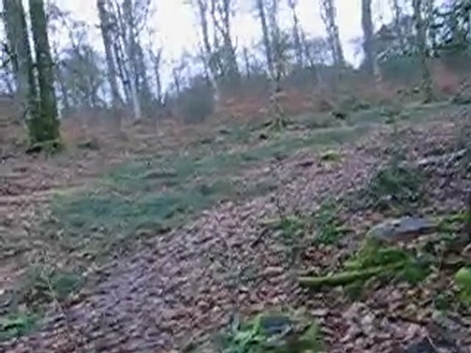 Rapproché  suite sur sanglier ECOUVES Les SAUVAGERES