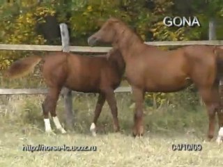 лошади на продажу, арабская  порода, кобыла ГОНА 2000г.р