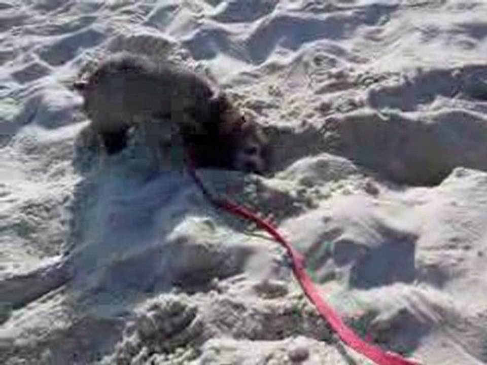 shanna creuse dans le sable