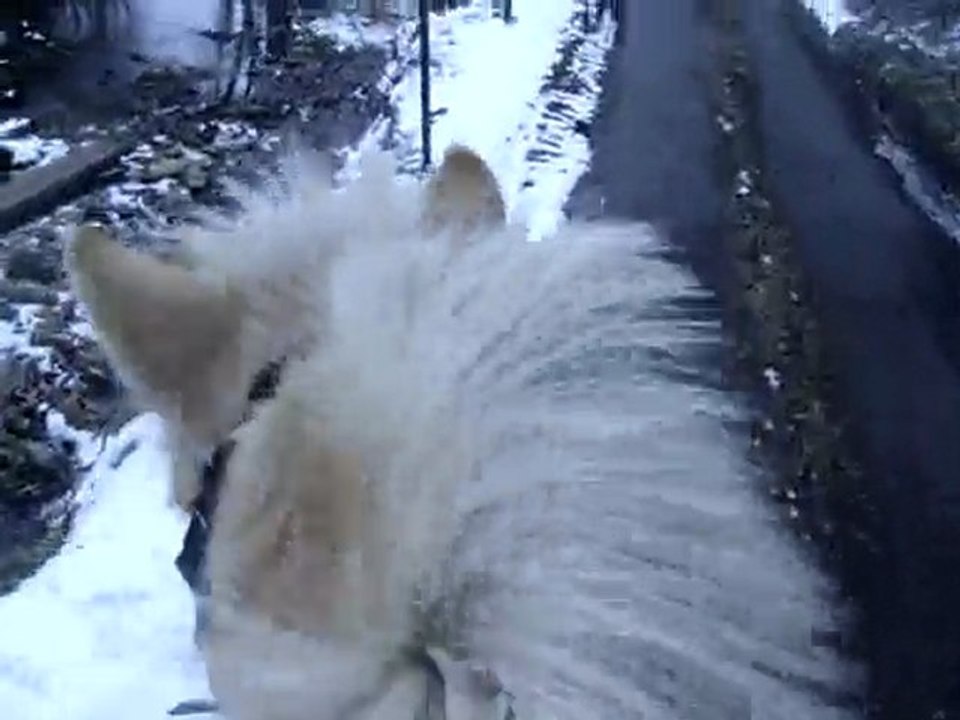Ballade dans la neige. Caramel est curieux