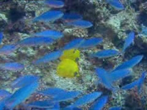 Voyages sous les mers 3D - Bande Annonce