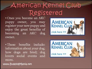 English Bulldog Puppies For Sale