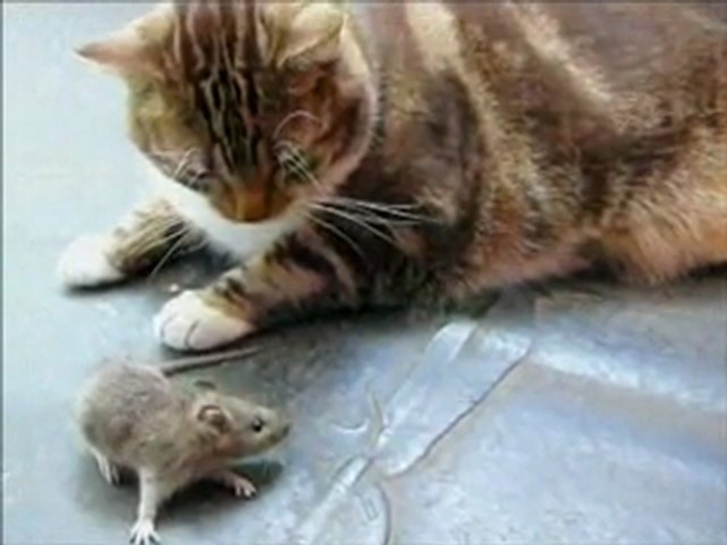 القط والفأر - Vidéo Dailymotion