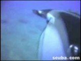 Manta Approach Socorros Scuba Diving Video