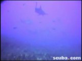 Hammerhead Shark Socorros Scuba Diving Video