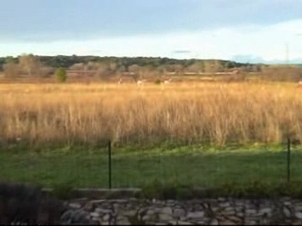 Un hymne à la Camargue